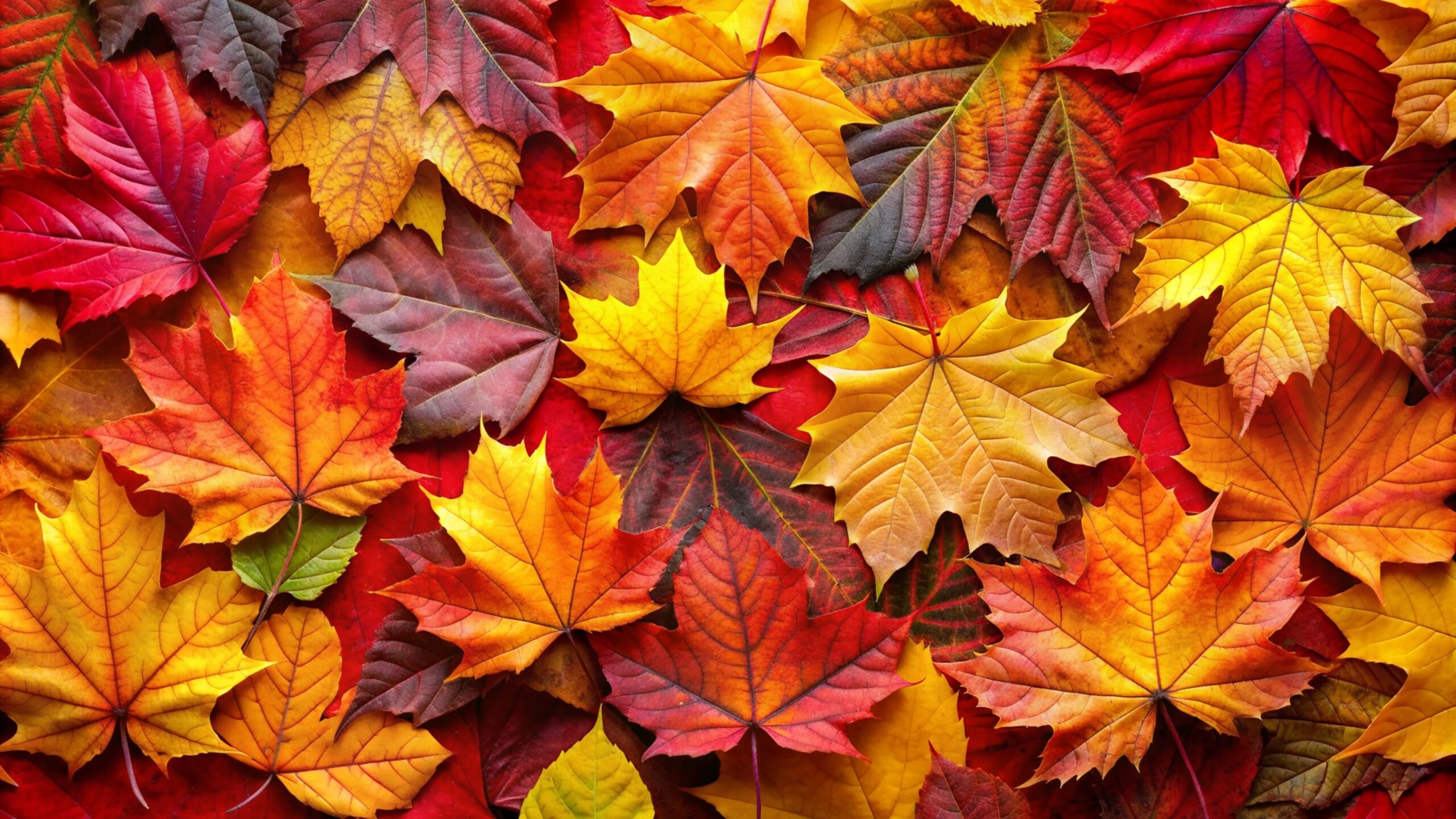 Cómo limpiar canalones y bajantes obstruidos por hojas en otoño